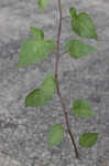 Climbing nightshade